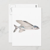 Carte Postale Exocoetidae de poisson volant (Devant / Derrière)