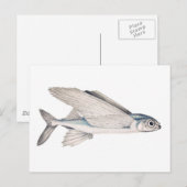 Carte Postale Exocoetidae de poissons de vol (Devant / Derrière)