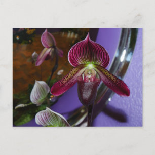 Carte postale Exotic Lady Slipper