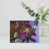 Carte postale Exotic Lady Slipper (Debout devant)