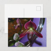 Carte postale Exotic Lady Slipper (Devant / Derrière)