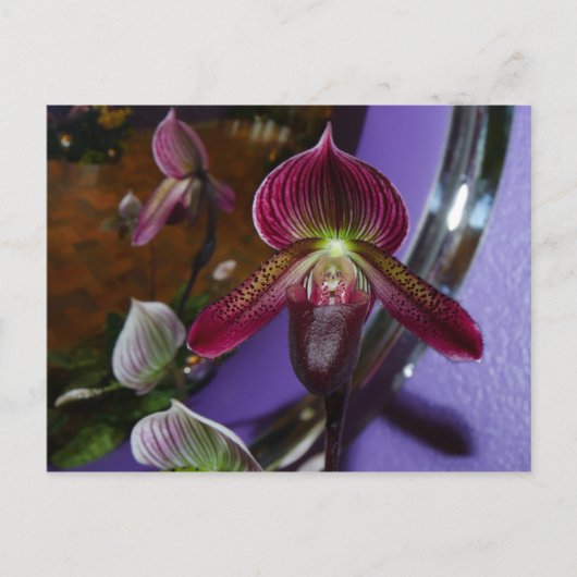 Carte postale Exotic Lady Slipper (Devant)