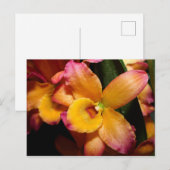 Carte postale Exotic Orchid (Devant / Derrière)
