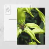 Carte postale Exotic Orchid (Devant / Derrière)