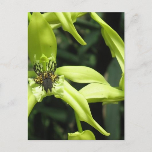 Carte postale Exotic Orchid (Devant)