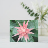 Carte Postale Exotic Pink Bromeliad Flower (Debout devant)
