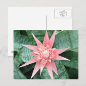 Carte Postale Exotic Pink Bromeliad Flower (Devant / Derrière)