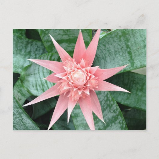 Carte Postale Exotic Pink Bromeliad Flower (Devant)