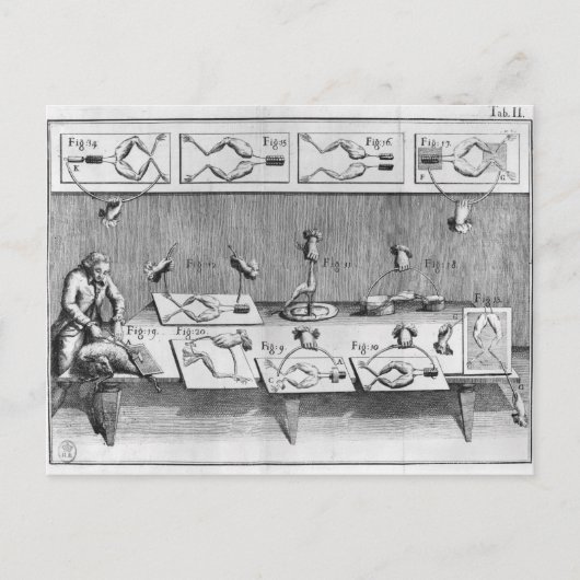 Carte Postale Expérience sur les grenouilles (Devant)