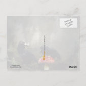 Carte Postale Experts des champignons (Dos)