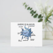 Carte Postale Explication Axolotl Anatomie D'Un Axolotl (Debout devant)