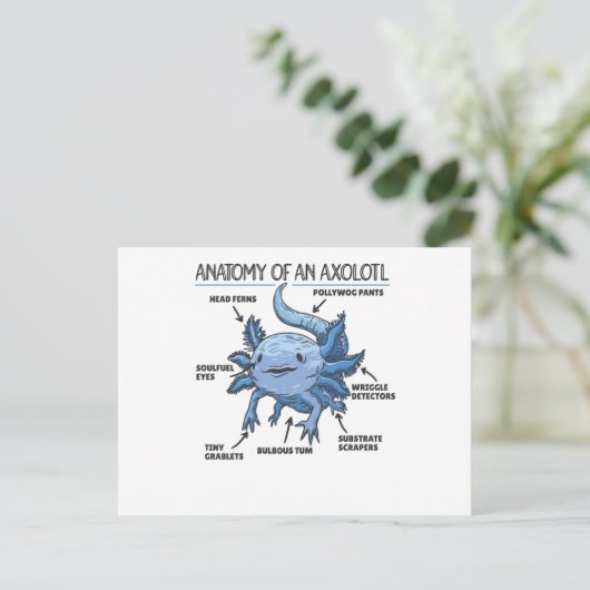 Carte Postale Explication Axolotl Anatomie D'Un Axolotl (Debout devant)