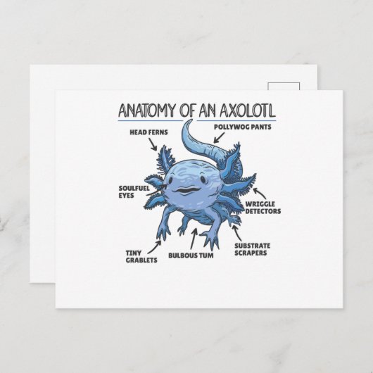 Carte Postale Explication Axolotl Anatomie D'Un Axolotl (Devant / Derrière)