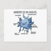 Carte Postale Explication Axolotl Anatomie D'Un Axolotl (Devant)