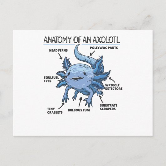 Carte Postale Explication Axolotl Anatomie D'Un Axolotl (Devant)