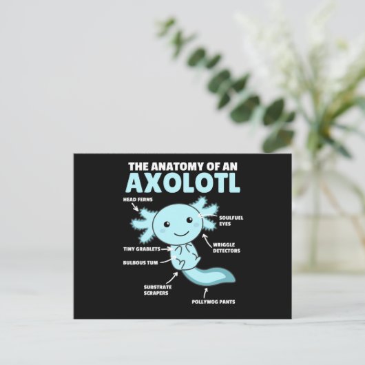 Carte Postale Explication Axolotl Anatomie D'Un Axolotl (Debout devant)