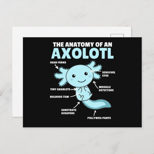Carte Postale Explication Axolotl Anatomie D'Un Axolotl (Devant / Derrière)