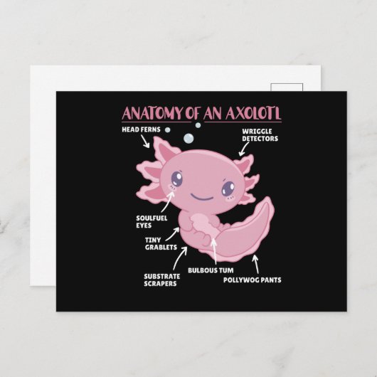 Carte Postale Explication Axolotl Anatomie D'Un Axolotl (Devant / Derrière)