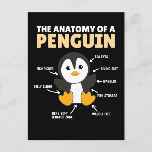 Carte Postale Explication Drôle D'Un Pingouin L'Anatomie (Devant)