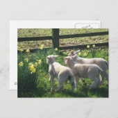 Carte Postale Exploration des jonquilles ! trois agneaux en fuit (Devant / Derrière)