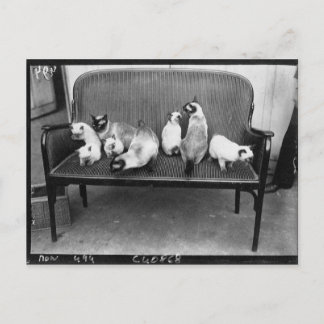 Carte Postale Exposition Cat Club - Mondial 494