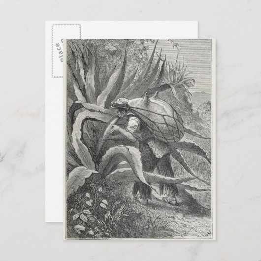 Carte Postale Extraction du pulque (Devant / Derrière)