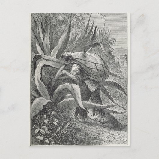 Carte Postale Extraction du pulque (Devant)