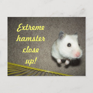 Carte postale Extreme Hamster