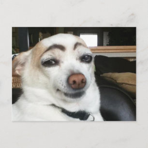 Carte Postale Eyebrow Dog Meme
