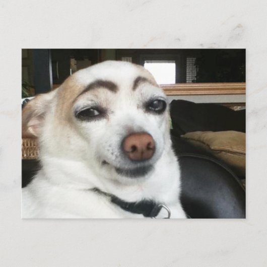 Carte Postale Eyebrow Dog Meme (Devant)
