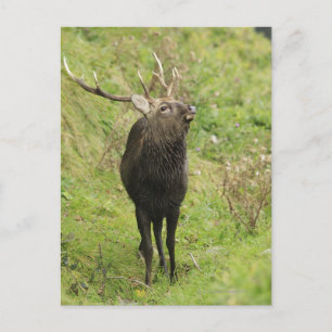 Carte Postale Ezo Deer