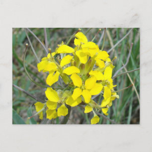 Carte Postale F14 Fleurs sauvages jaunes