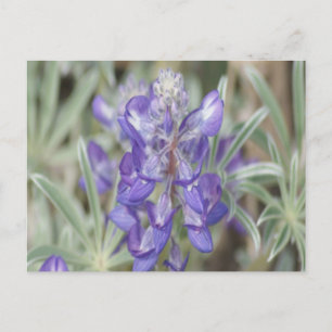 Carte Postale F18 Fleurs sauvages violettes Lupin annuel