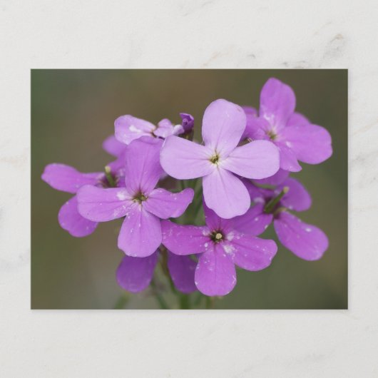 Carte Postale F19 Fleurs sauvages violettes Dame's Rocket (Devant)