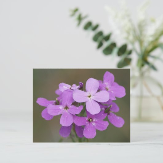 Carte Postale F19 Roquette de Dame Fleur sauvage violette (Debout devant)
