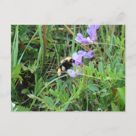 Carte Postale F2 Bee sur Fleurs sauvages violets (Devant)