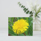 Carte Postale F45 Dandelion "Taraxacum officinale" (Debout devant)