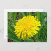 Carte Postale F45 Dandelion "Taraxacum officinale" (Devant / Derrière)