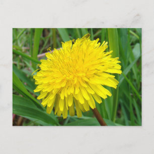 Carte Postale F45 Pissenlit "Taraxacum officinale"