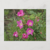 Carte Postale F46 Roses sauvages (Devant)