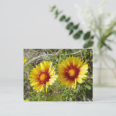 Carte Postale F8 Fleur sauvage jaune Gaillardia (Debout devant)