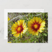 Carte Postale F8 Fleur sauvage jaune Gaillardia (Devant / Derrière)