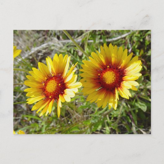 Carte Postale F8 Fleur sauvage jaune Gaillardia (Devant)