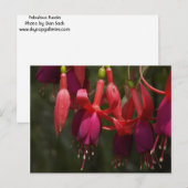 Carte Postale Fabulous Fuscia (Devant / Derrière)