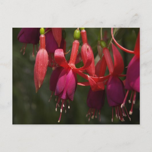 Carte Postale Fabulous Fuscia (Devant)