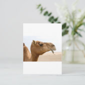 Carte Postale Face de chameau (Debout devant)
