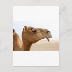 Carte Postale Face de chameau