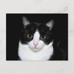 Carte Postale Face de chat