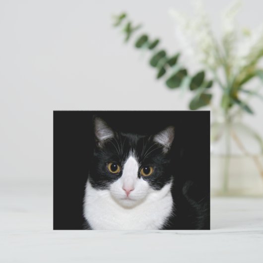 Carte Postale Face de chat (Debout devant)