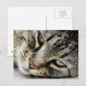 Carte Postale Face de chat (Devant / Derrière)